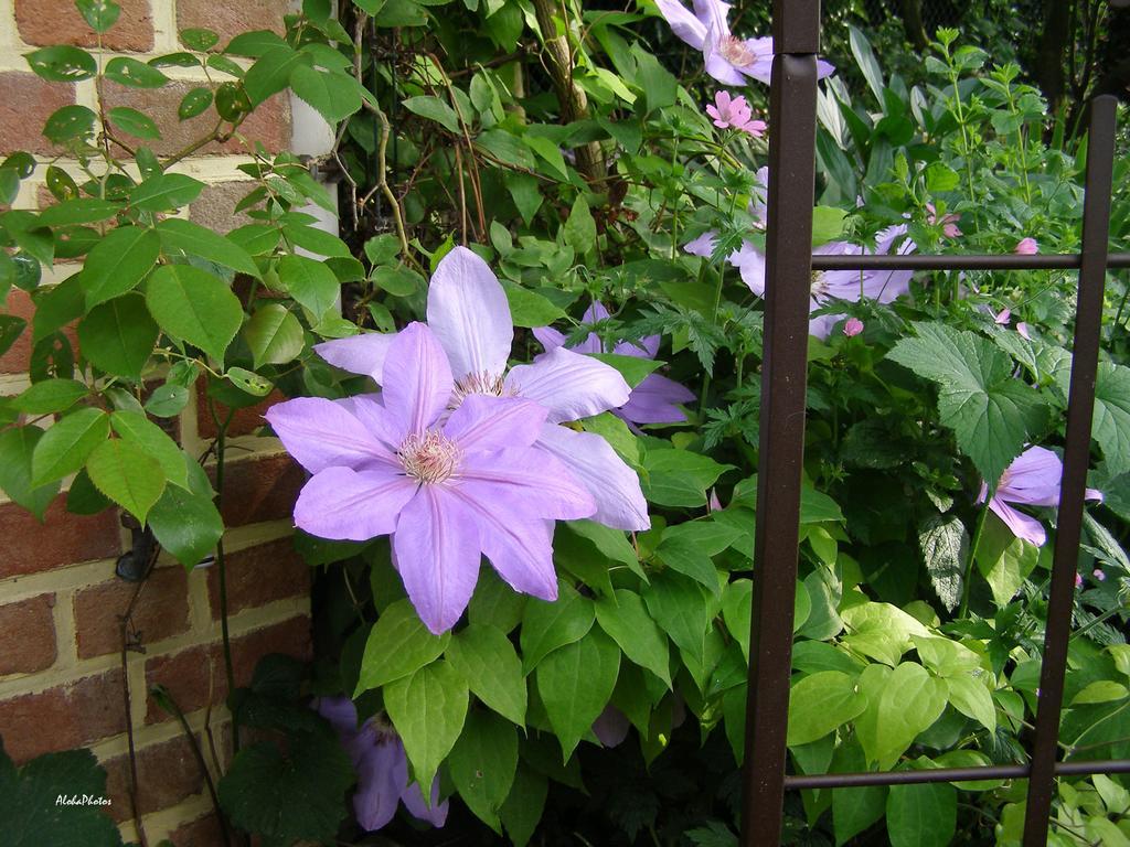 Gite Des Hortillonnages Camon  Ngoại thất bức ảnh