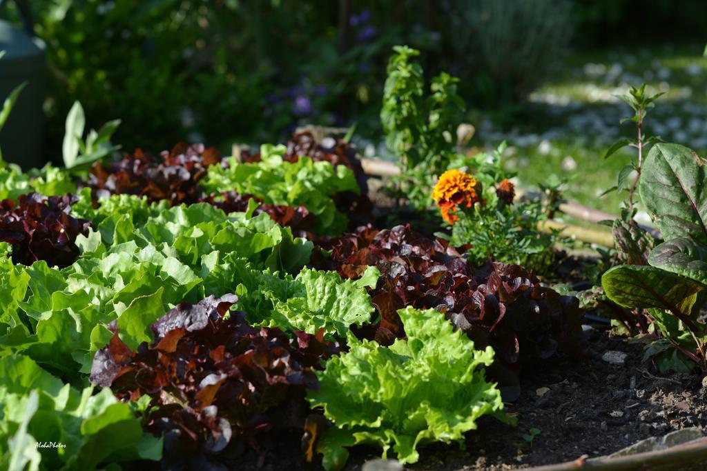 Gite Des Hortillonnages Camon  Ngoại thất bức ảnh